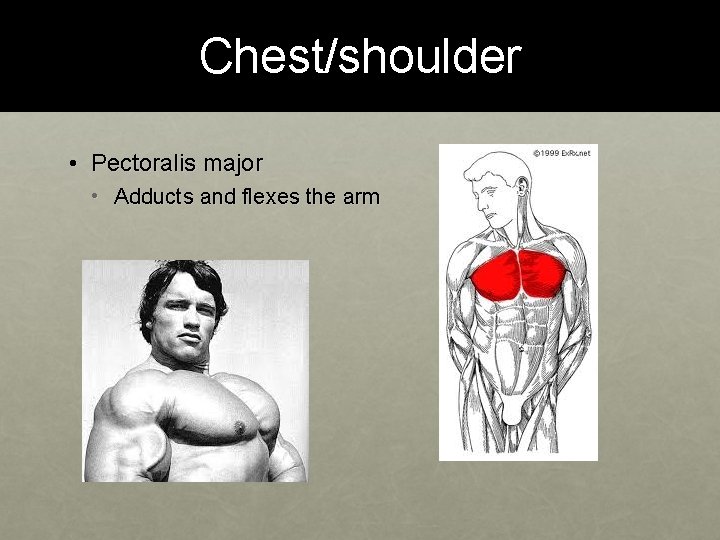 Chest/shoulder • Pectoralis major • Adducts and flexes the arm 