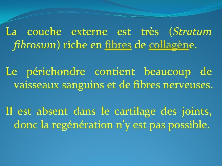 La couche externe est très (Stratum fibrosum) riche en fibres de collagène. Le périchondre