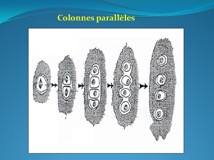 Colonnes parallèles 