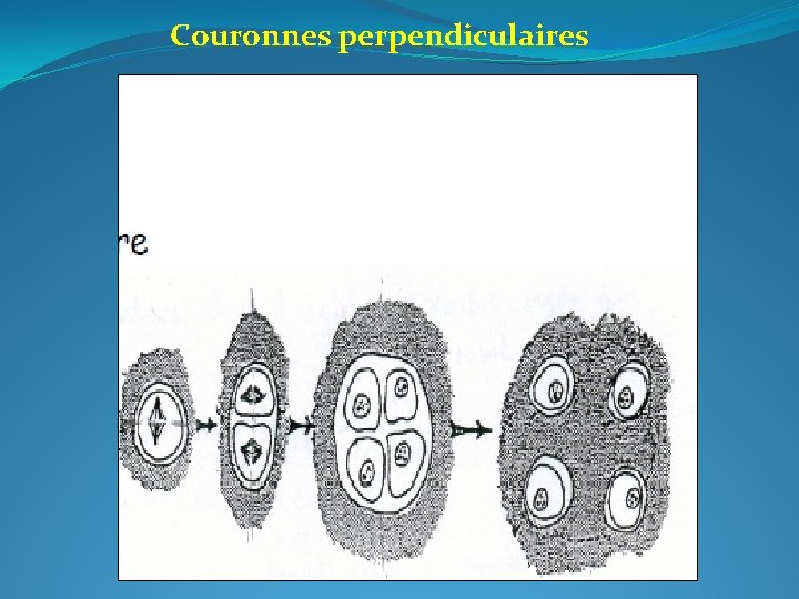 Couronnes perpendiculaires 