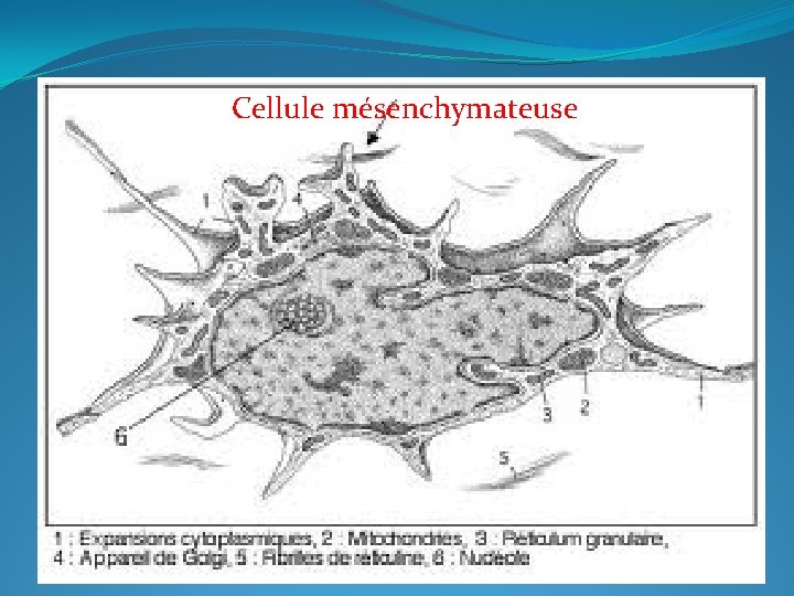 Cellule mésenchymateuse 