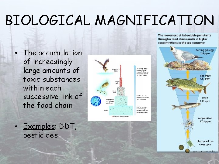 BIOLOGICAL MAGNIFICATION • The accumulation of increasingly large amounts of toxic substances within each