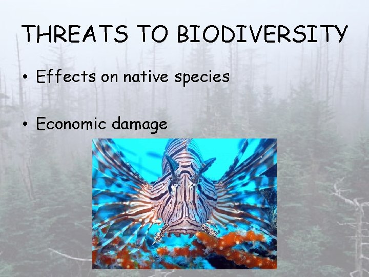 THREATS TO BIODIVERSITY • Effects on native species • Economic damage 