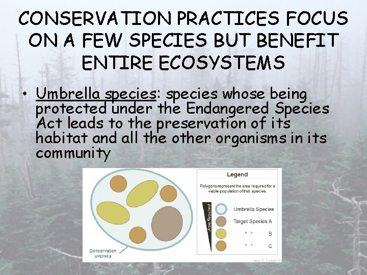 CONSERVATION PRACTICES FOCUS ON A FEW SPECIES BUT BENEFIT ENTIRE ECOSYSTEMS • Umbrella species: