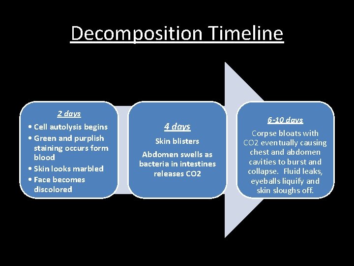 Decomposition Timeline 2 days • Cell autolysis begins • Green and purplish staining occurs