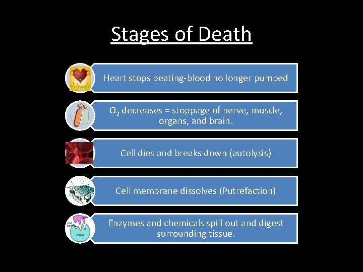 Stages of Death Heart stops beating-blood no longer pumped O 2 decreases = stoppage