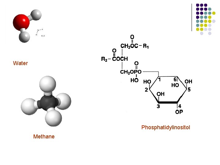 Water Phosphatidylinositol Methane 