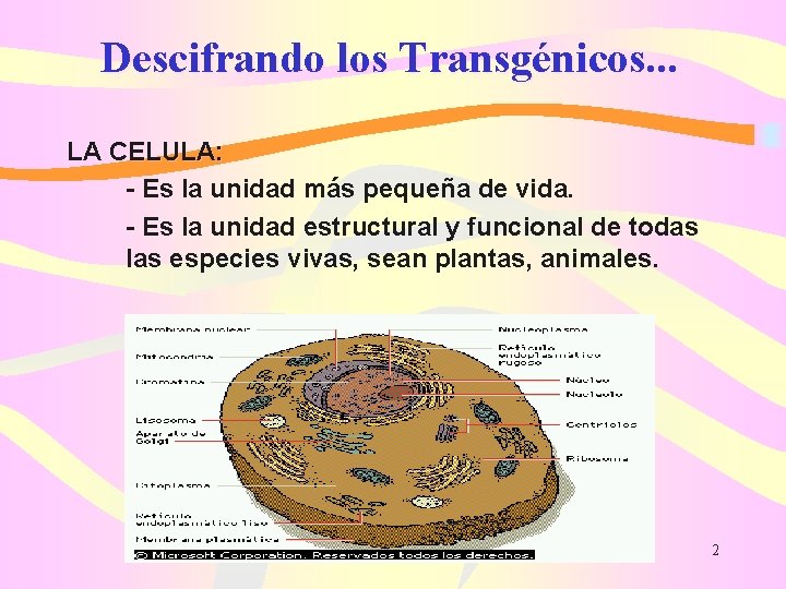 Descifrando los Transgénicos. . . LA CELULA: - Es la unidad más pequeña de