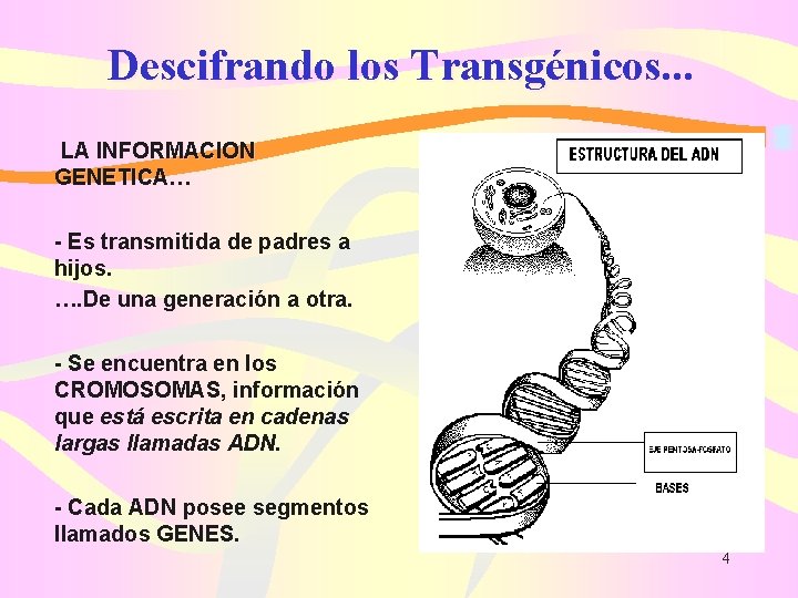 Descifrando los Transgénicos. . . LA INFORMACION GENETICA… - Es transmitida de padres a