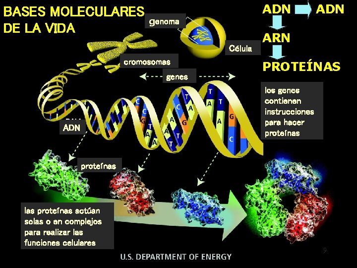 ADN BASES MOLECULARES genoma DE LA VIDA Célula cromosomas genes ADN ARN PROTEÍNAS los