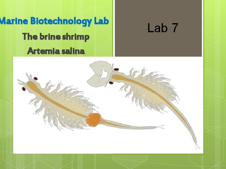 Marine Biotechnology Lab The brine shrimp Artemia salina Lab 7 