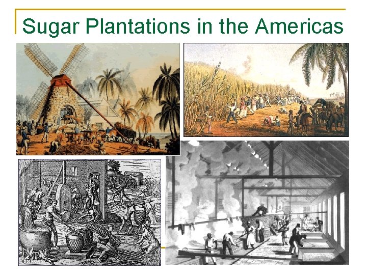 Sugar Plantations in the Americas 