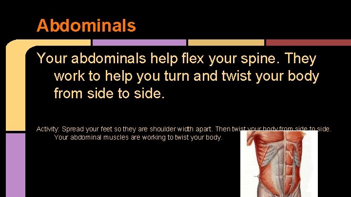 Abdominals Your abdominals help flex your spine. They work to help you turn and