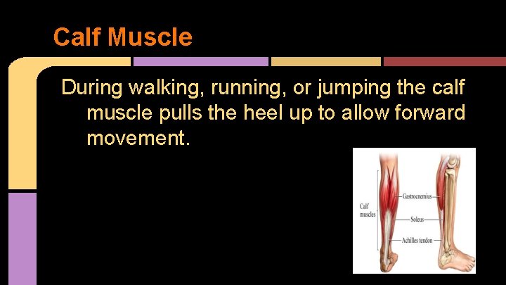 Calf Muscle During walking, running, or jumping the calf muscle pulls the heel up