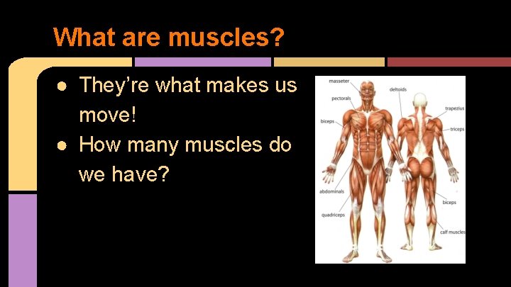 What are muscles? ● They’re what makes us move! ● How many muscles do