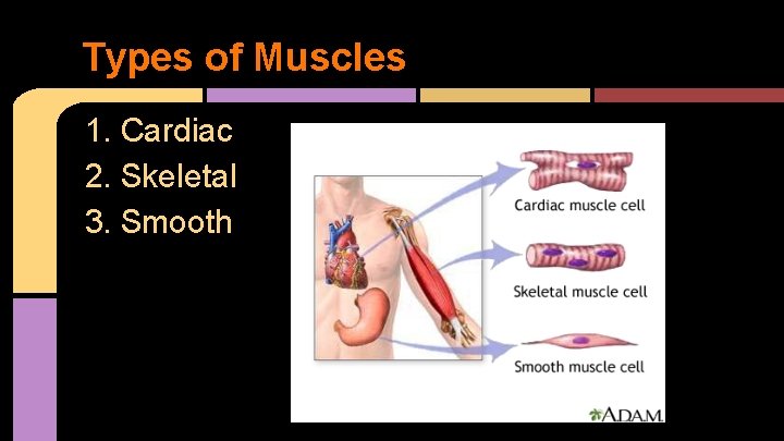 Types of Muscles 1. Cardiac 2. Skeletal 3. Smooth 