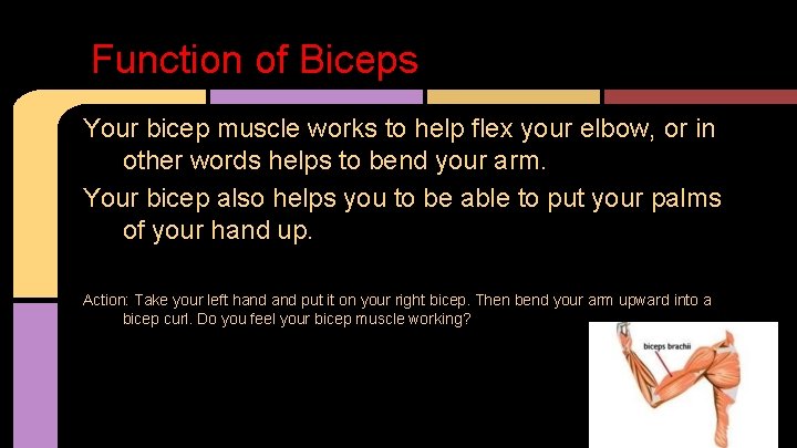 Function of Biceps Your bicep muscle works to help flex your elbow, or in
