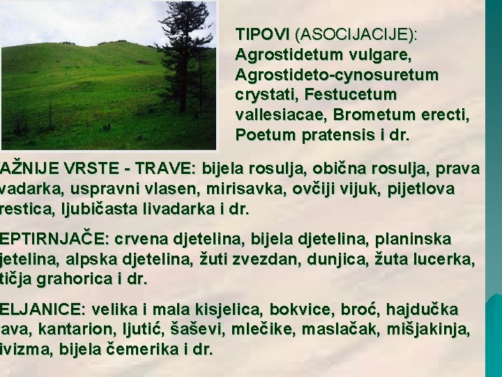 TIPOVI (ASOCIJACIJE): Agrostidetum vulgare, Agrostideto-cynosuretum crystati, Festucetum vallesiacae, Brometum erecti, Poetum pratensis i dr. TIPOVI (ASOCIJACIJE): Agrostidetum vulgare, Agrostideto-cynosuretum crystati, Festucetum vallesiacae, Brometum erecti, Poetum pratensis i dr.