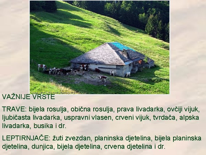 VAŽNIJE VRSTE TRAVE: bijela rosulja, obična rosulja, prava livadarka, ovčiji vijuk, ljubičasta livadarka, uspravni VAŽNIJE VRSTE TRAVE: bijela rosulja, obična rosulja, prava livadarka, ovčiji vijuk, ljubičasta livadarka, uspravni