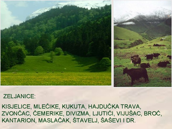 ZELJANICE: KISJELICE, MLEČIKE, KUKUTA, HAJDUČKA TRAVA, ZVONČAC, ČEMERIKE, DIVIZMA, LJUTIĆI, VIJUŠAC, BROĆ, KANTARION, MASLAČAK, ZELJANICE: KISJELICE, MLEČIKE, KUKUTA, HAJDUČKA TRAVA, ZVONČAC, ČEMERIKE, DIVIZMA, LJUTIĆI, VIJUŠAC, BROĆ, KANTARION, MASLAČAK,