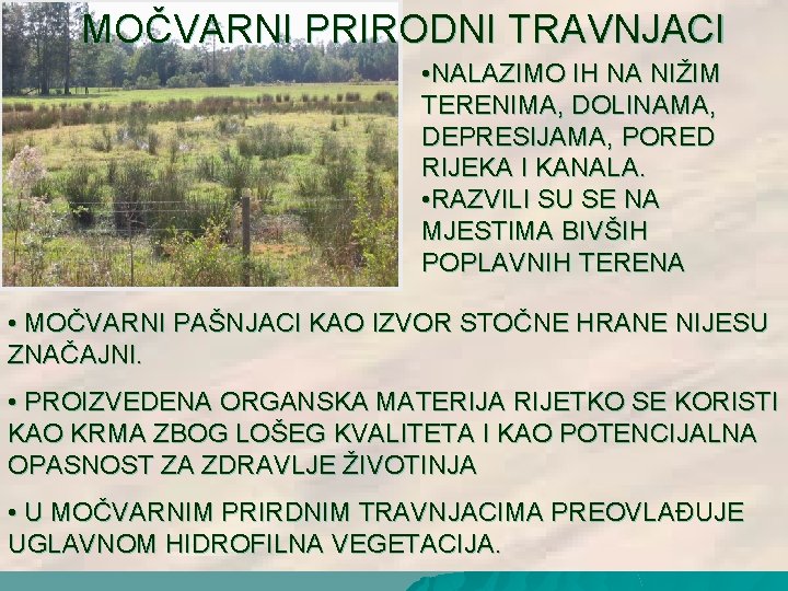 MOČVARNI PRIRODNI TRAVNJACI • NALAZIMO IH NA NIŽIM TERENIMA, DOLINAMA, DEPRESIJAMA, PORED RIJEKA I MOČVARNI PRIRODNI TRAVNJACI • NALAZIMO IH NA NIŽIM TERENIMA, DOLINAMA, DEPRESIJAMA, PORED RIJEKA I