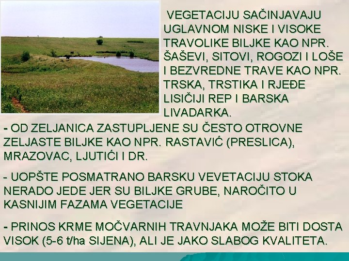 VEGETACIJU SAČINJAVAJU UGLAVNOM NISKE I VISOKE TRAVOLIKE BILJKE KAO NPR. ŠAŠEVI, SITOVI, ROGOZI I VEGETACIJU SAČINJAVAJU UGLAVNOM NISKE I VISOKE TRAVOLIKE BILJKE KAO NPR. ŠAŠEVI, SITOVI, ROGOZI I