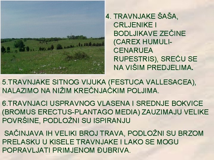 4. TRAVNJAKE ŠAŠA, CRLJENIKE I BODLJIKAVE ZEČINE (CAREX HUMULICENARUEA RUPESTRIS), SREĆU SE NA VIŠIM 4. TRAVNJAKE ŠAŠA, CRLJENIKE I BODLJIKAVE ZEČINE (CAREX HUMULICENARUEA RUPESTRIS), SREĆU SE NA VIŠIM