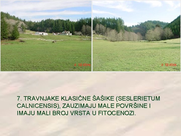 7. TRAVNJAKE KLASIČNE ŠAŠIKE (SESLERIETUM CALNICENSIS), ZAUZIMAJU MALE POVRŠINE I IMAJU MALI BROJ VRSTA 7. TRAVNJAKE KLASIČNE ŠAŠIKE (SESLERIETUM CALNICENSIS), ZAUZIMAJU MALE POVRŠINE I IMAJU MALI BROJ VRSTA