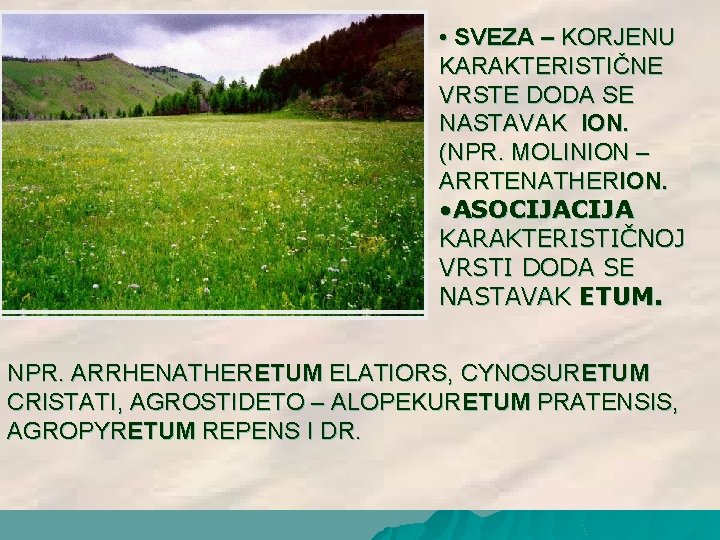 • SVEZA – KORJENU KARAKTERISTIČNE VRSTE DODA SE NASTAVAK ION. (NPR. MOLINION – • SVEZA – KORJENU KARAKTERISTIČNE VRSTE DODA SE NASTAVAK ION. (NPR. MOLINION –