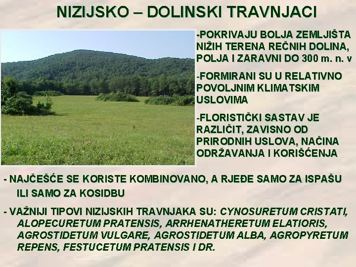 NIZIJSKO – DOLINSKI TRAVNJACI -POKRIVAJU BOLJA ZEMLJIŠTA NIŽIH TERENA REČNIH DOLINA, POLJA I ZARAVNI NIZIJSKO – DOLINSKI TRAVNJACI -POKRIVAJU BOLJA ZEMLJIŠTA NIŽIH TERENA REČNIH DOLINA, POLJA I ZARAVNI