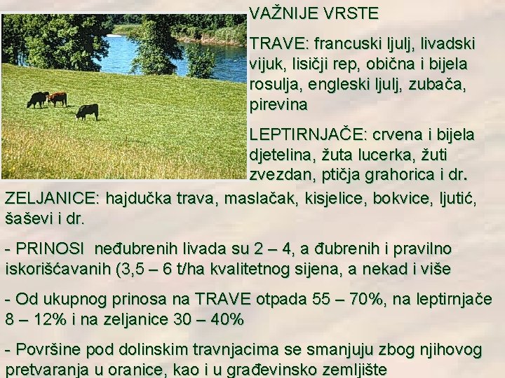 VAŽNIJE VRSTE TRAVE: francuski ljulj, livadski vijuk, lisičji rep, obična i bijela rosulja, engleski VAŽNIJE VRSTE TRAVE: francuski ljulj, livadski vijuk, lisičji rep, obična i bijela rosulja, engleski