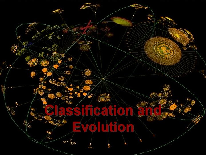 Classification and Evolution 