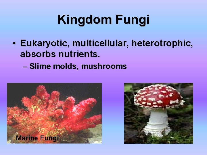 Kingdom Fungi • Eukaryotic, multicellular, heterotrophic, absorbs nutrients. – Slime molds, mushrooms Marine Fungi Kingdom Fungi • Eukaryotic, multicellular, heterotrophic, absorbs nutrients. – Slime molds, mushrooms Marine Fungi