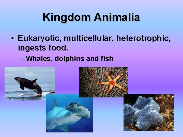 Kingdom Animalia • Eukaryotic, multicellular, heterotrophic, ingests food. – Whales, dolphins and fish 