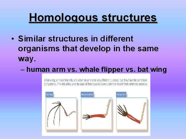 Homologous structures • Similar structures in different organisms that develop in the same way.