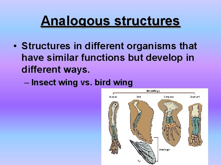 Analogous structures • Structures in different organisms that have similar functions but develop in Analogous structures • Structures in different organisms that have similar functions but develop in