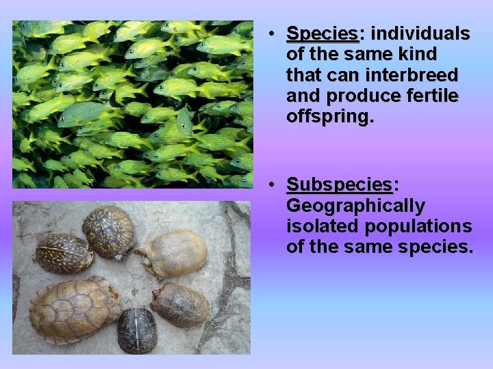 • Species: individuals of the same kind that can interbreed and produce fertile • Species: individuals of the same kind that can interbreed and produce fertile