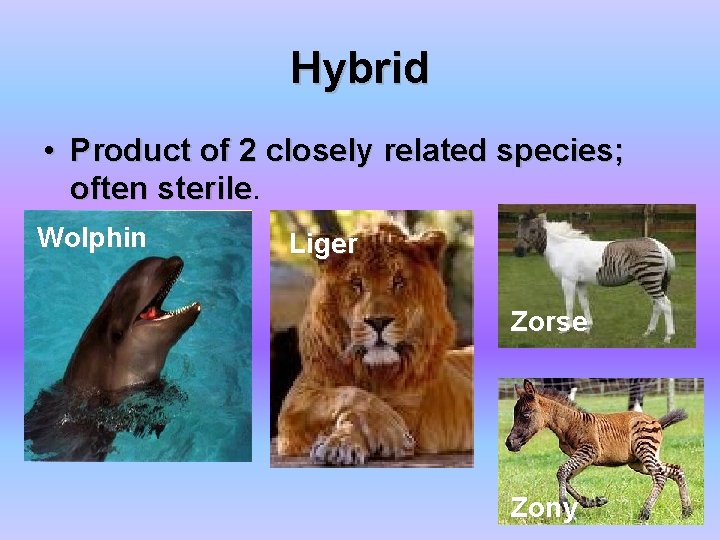 Hybrid • Product of 2 closely related species; often sterile Wolphin Liger Zorse Zony Hybrid • Product of 2 closely related species; often sterile Wolphin Liger Zorse Zony