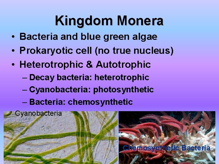 Kingdom Monera • • • Bacteria and blue green algae Prokaryotic cell (no true