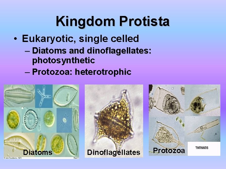 Kingdom Protista • Eukaryotic, single celled – Diatoms and dinoflagellates: photosynthetic – Protozoa: heterotrophic