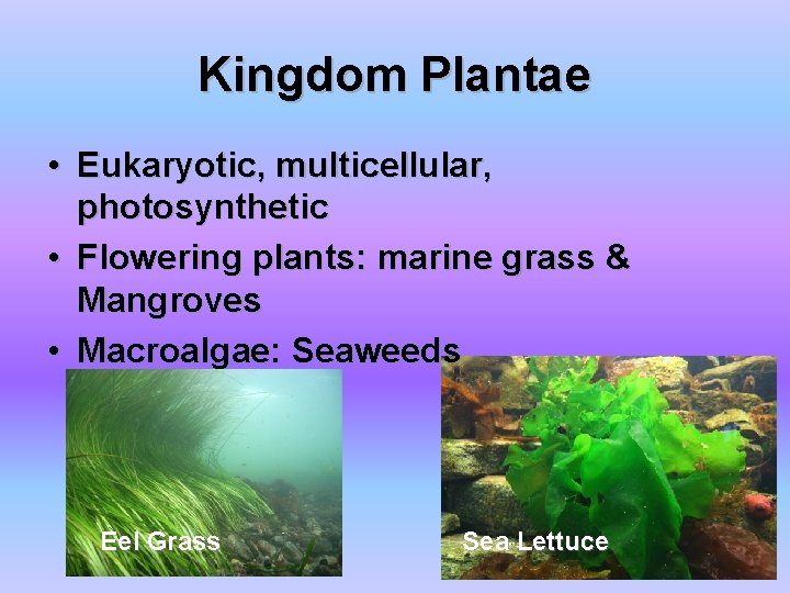 Kingdom Plantae • Eukaryotic, multicellular, photosynthetic • Flowering plants: marine grass & Mangroves •