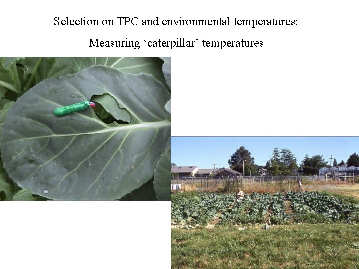 Selection on TPC and environmental temperatures: Measuring ‘caterpillar’ temperatures 