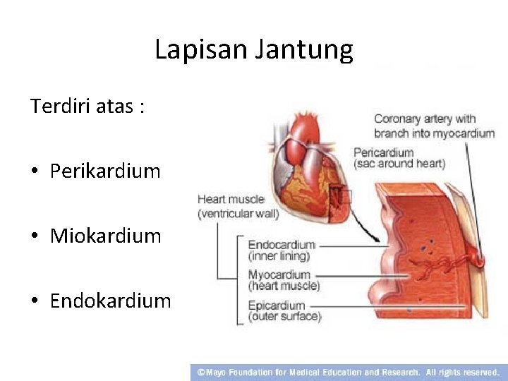 Lapisan Jantung Terdiri atas : • Perikardium • Miokardium • Endokardium 