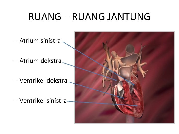 RUANG – RUANG JANTUNG – Atrium sinistra – Atrium dekstra – Ventrikel sinistra 