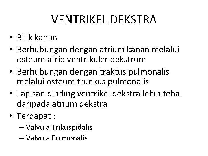 VENTRIKEL DEKSTRA • Bilik kanan • Berhubungan dengan atrium kanan melalui osteum atrio ventrikuler