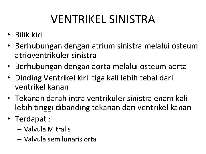 VENTRIKEL SINISTRA • Bilik kiri • Berhubungan dengan atrium sinistra melalui osteum atrioventrikuler sinistra