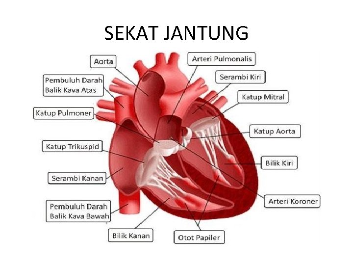 SEKAT JANTUNG 