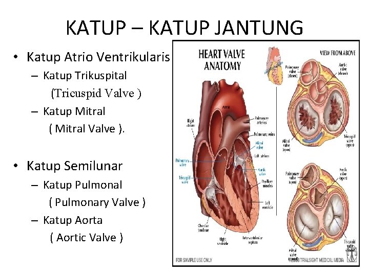 KATUP – KATUP JANTUNG • Katup Atrio Ventrikularis – Katup Trikuspital (Tricuspid Valve )