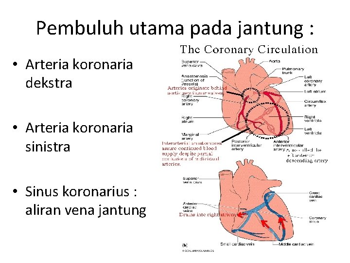 Pembuluh utama pada jantung : • Arteria koronaria dekstra • Arteria koronaria sinistra •