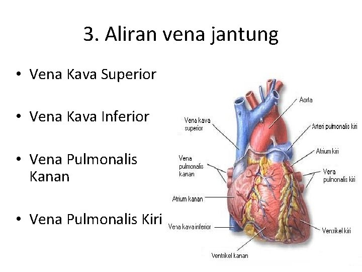 3. Aliran vena jantung • Vena Kava Superior • Vena Kava Inferior • Vena